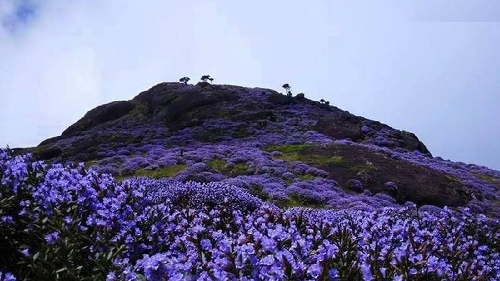 Neelakurinji in full bloom covering a Munnar hillside